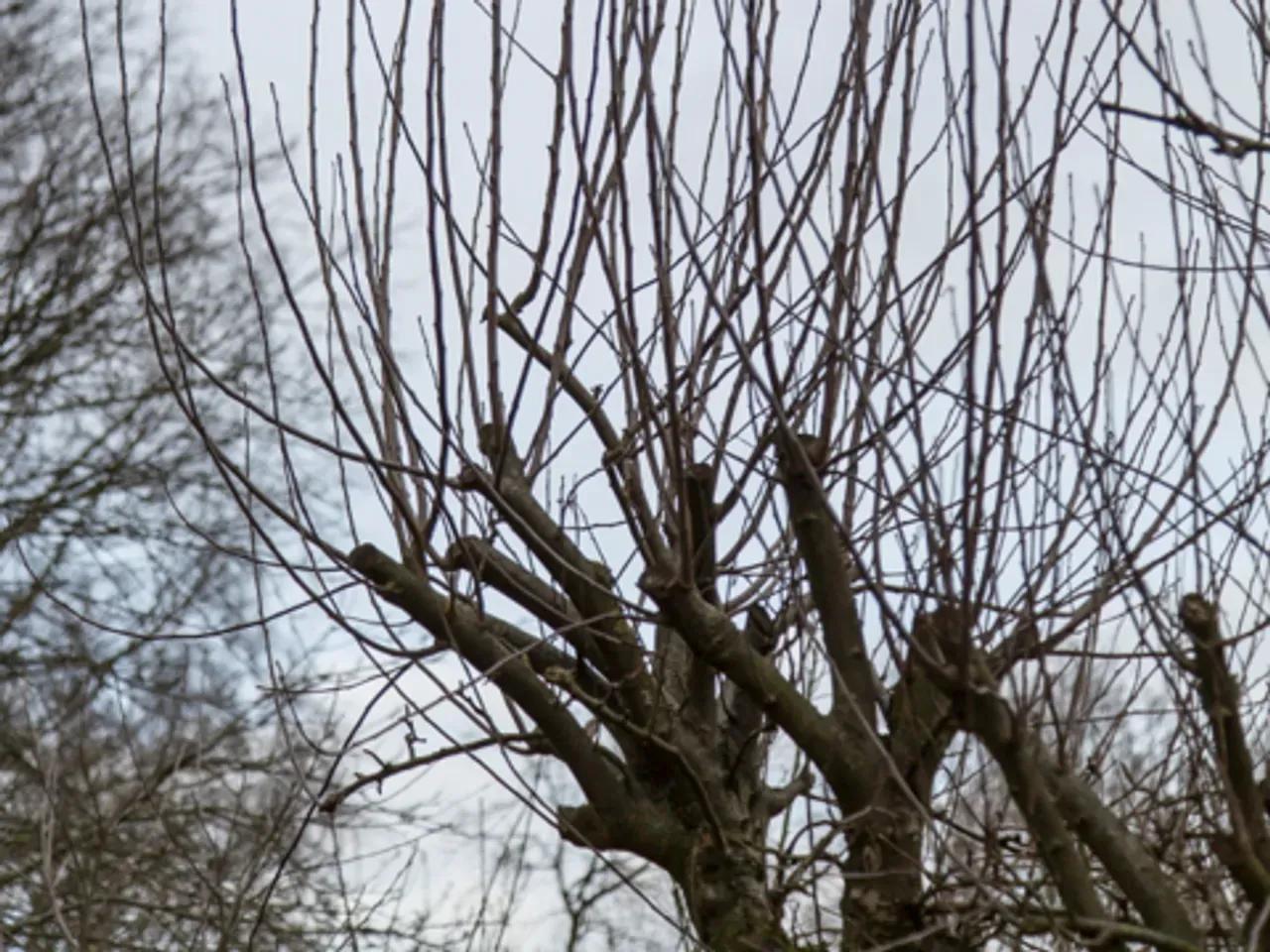 Baumkrone mit hochstehenden, blattlosen Ästen