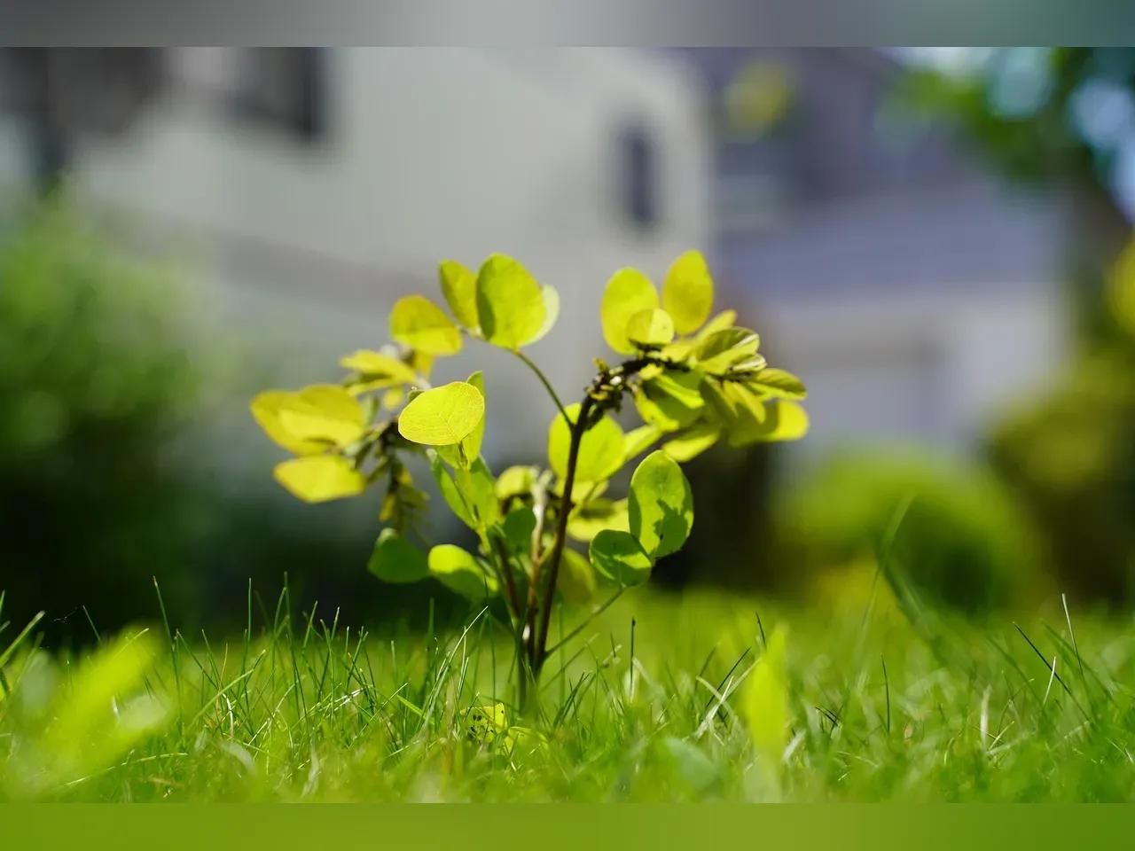 sapling-6386956_1920-jpg