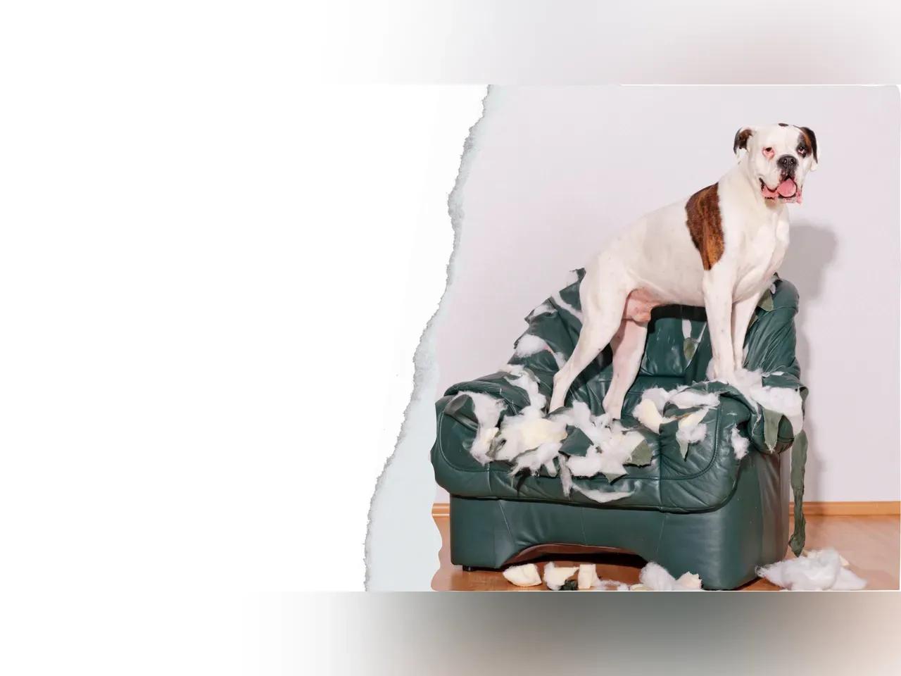 Ein großer Hund steht auf einem völlig zerrissenen Ledersessel